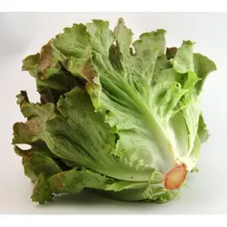 lattuga canasta-500x500.webp