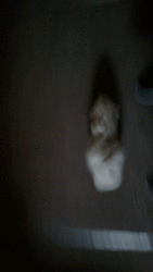 videotogif_2017.08.16_23.07.51.gif