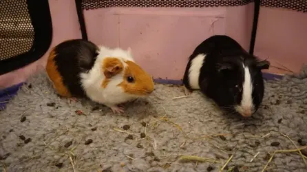 Little PIp's - Tiggy and Nutkin-2.webp Little PIp's - Tiggy and Nutkin-2.webp