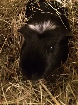 Bumble in hay pile.webp