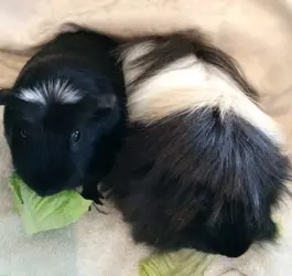 O and B from above.webp