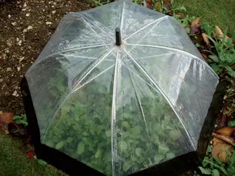 Umbrella-Cloche.webp Umbrella-Cloche.webp