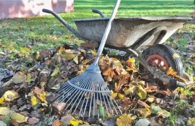 23828048-rake-to-collect-leaves-near-an-old-wheelbarrow.webp