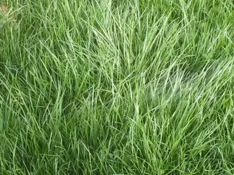 Drumbo-monoculture-Oct15-1024x768.webp