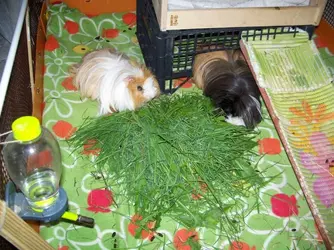 Fresh shops grass for guinea pigs