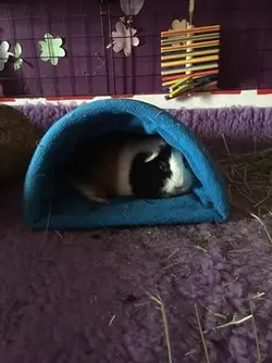 22008386_476479399405710_7654896883680138510_n.webp