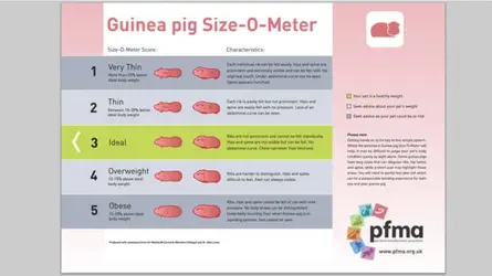 pet-size-o-meter-guinea-pig.webp