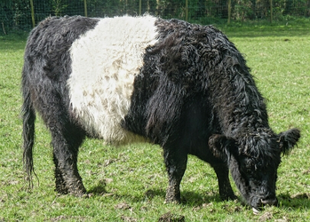 Belted_Galloway_cow_J4.webp