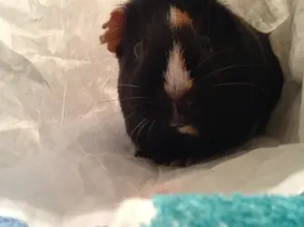 Piggy in bag.webp