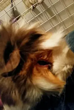 upload_2017-10-4_21-26-52.webp