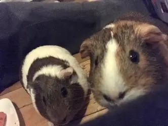Peppa and Hazel.webp