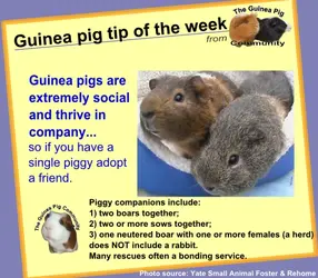 GPTOTW - Company.webp