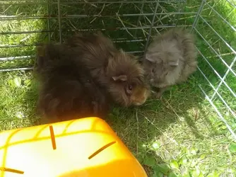 baby boys.webp