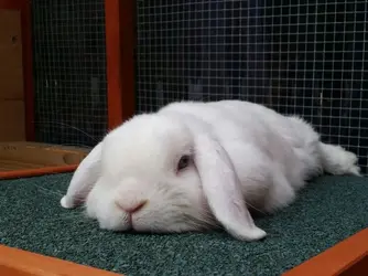 oreo.webp