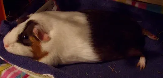 Max chooken leg.webp