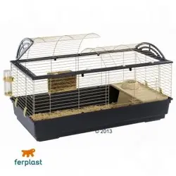 guinea cage.webp