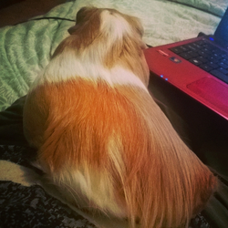 joeyyy.webp