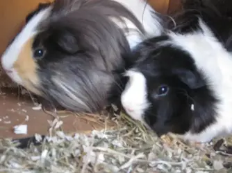 piggies.webp