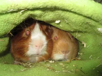 snuggle.webp