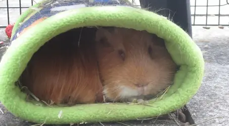 snuggle1.webp