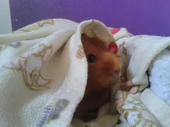 downloadfile-52.webp