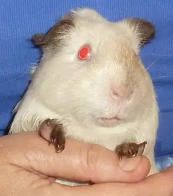 mintyj.webp