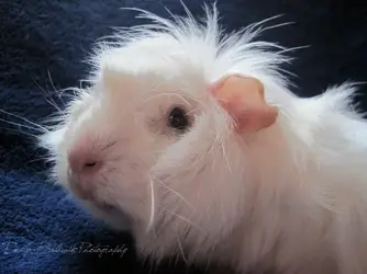 IMG_0007.webp