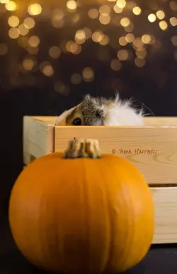 autumncopy.webp