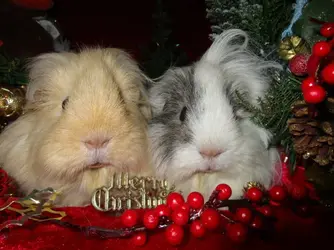Merry Christmas from Bailey and Patch.webp