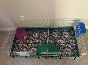 guinea pig cage.webp guinea pig cage.webp