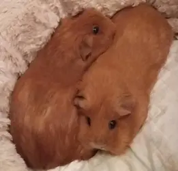 more of the piggies 001.webp