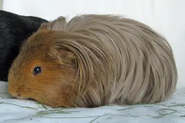 Barbering Eating Hair The Guinea Pig Forum