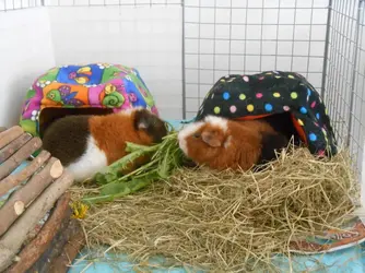 DSCN3379.webp