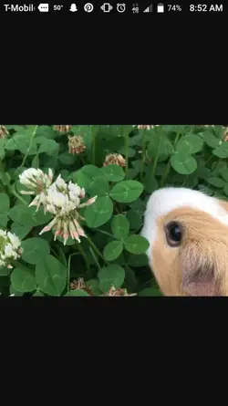 Screenshot_20171105-085244.webp