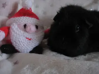 Meg xmas 3.webp