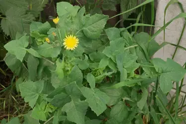 Sonchus-oleraceus.webp Sonchus-oleraceus.webp