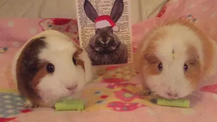 25. ChiefGuineaPig . Lily and Lola.webp