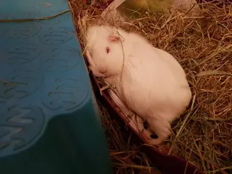 Emma sleeping.webp