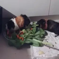 porca comendo.webp porca comendo.webp