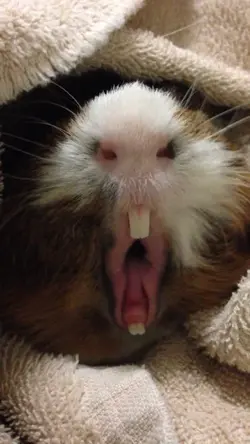 guinea pig yawns.webp