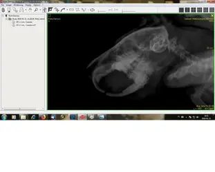 Ren 2.webp