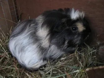 Betsy in hutch.webp