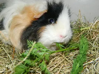 DSCN7433.webp