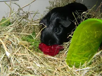 DSCN7435.webp