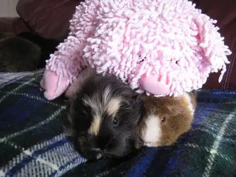 Betsy & Dennis 1.webp Betsy & Dennis 1.webp
