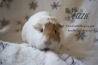 lizzie.webp
