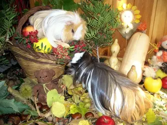 100_7700.webp