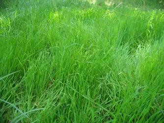 100_7570 (1).webp
