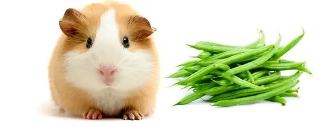 Feeding Fresh Fruit And Veg The Guinea Pig Forum