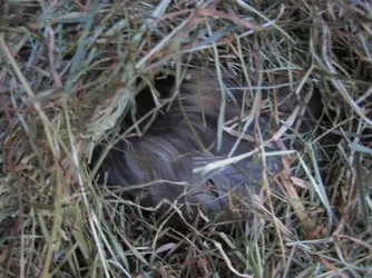 Betsy Hay tunnel 2.webp